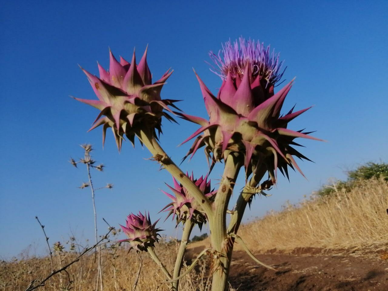 Cynara syriaca flower