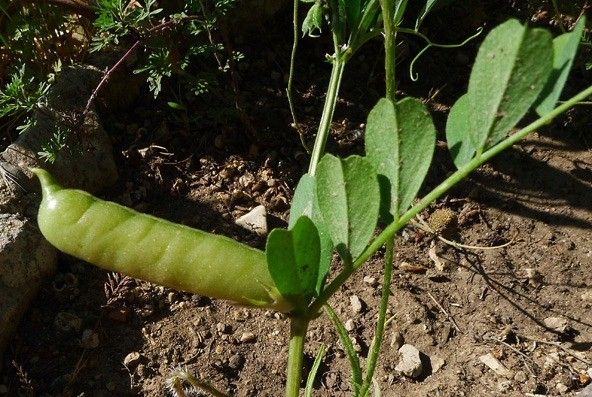 Vicia macrocarpa leaf