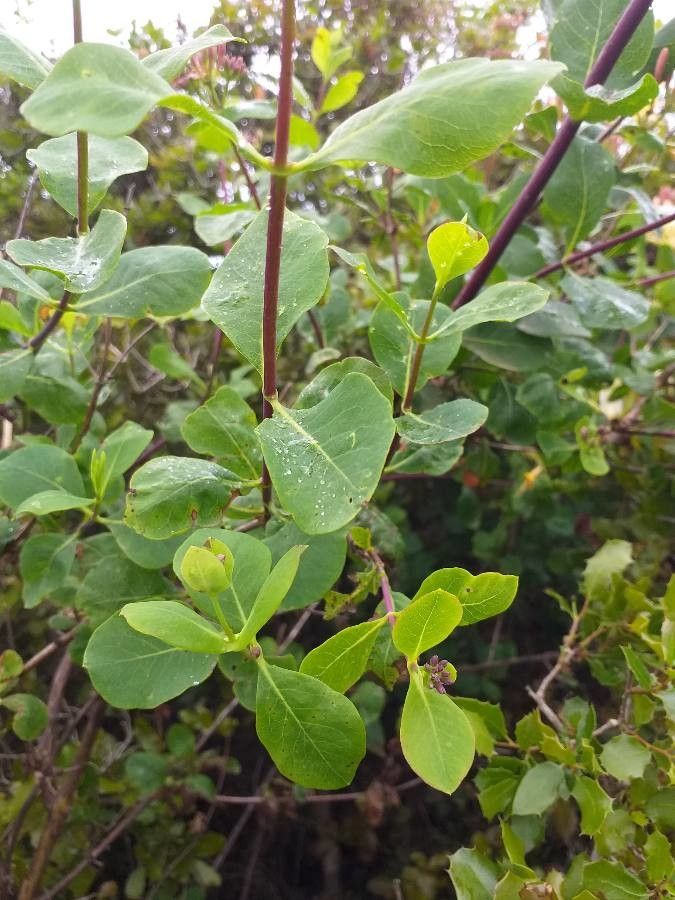 Lonicera etrusca — search result for 'Italy'