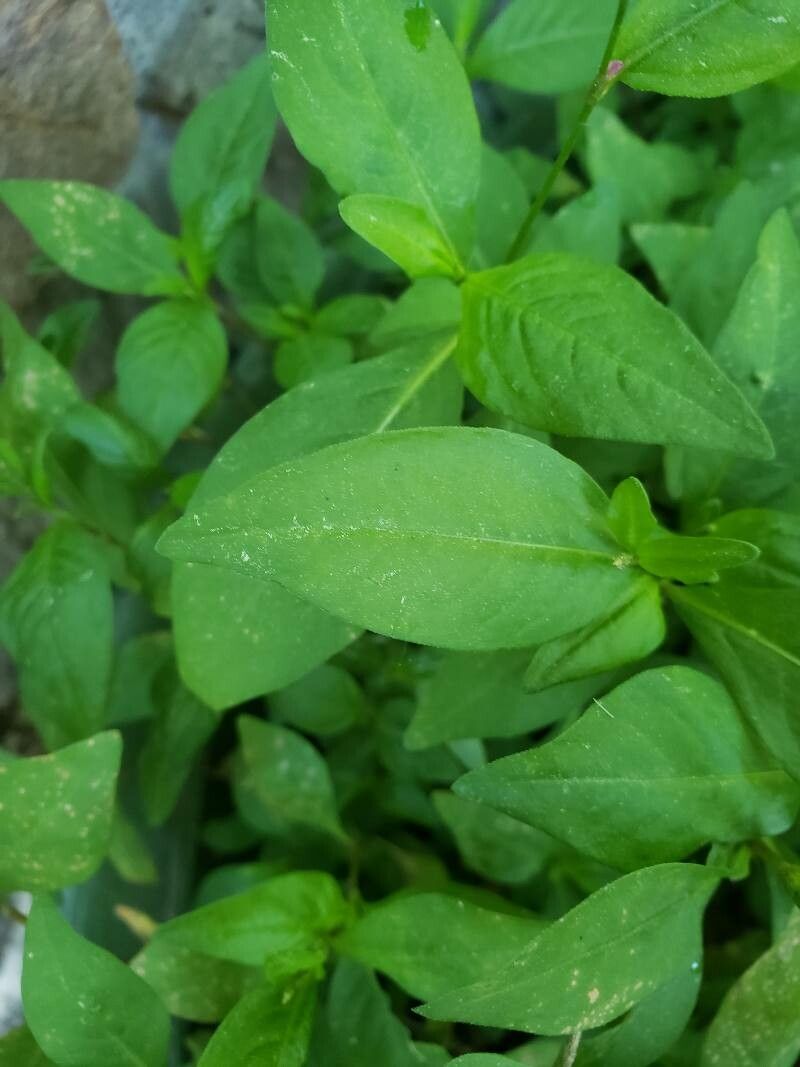 Polygonum persicaria — search result for 'Portugal'