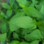 Polygonum persicaria