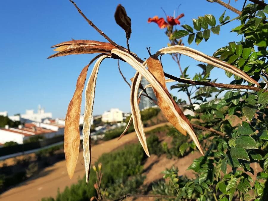 Tecomaria capensis fruit
