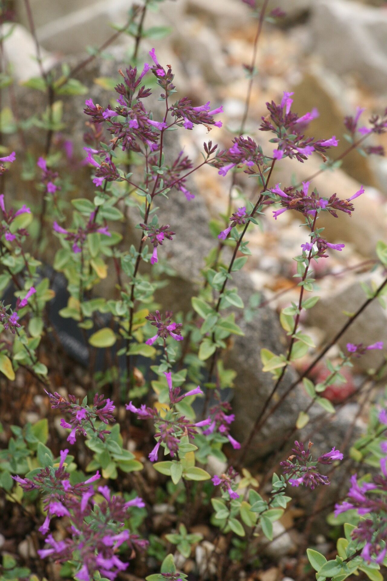 Origanum laevigatum flower
