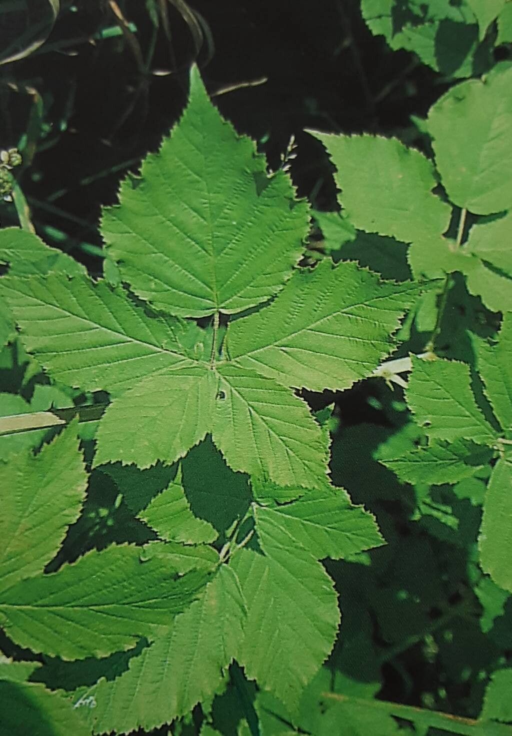 Rubus lidforssii — houseplant care guide