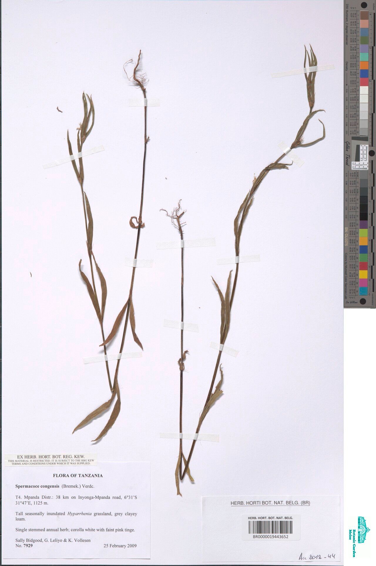 Spermacoce congensis — search result for 'Spermacoce'