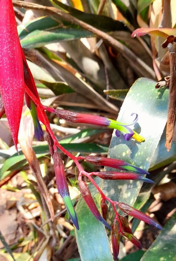 Billbergia saundersii flower