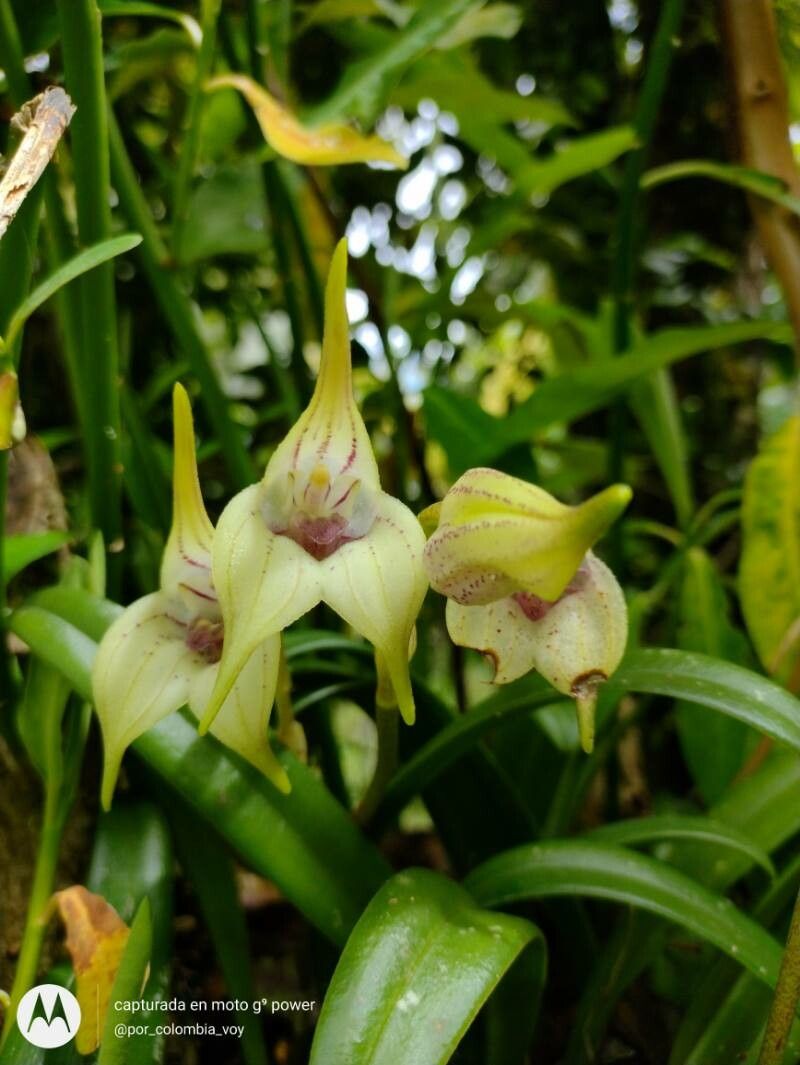 Masdevallia coriacea — search result for 'Masdevallia'