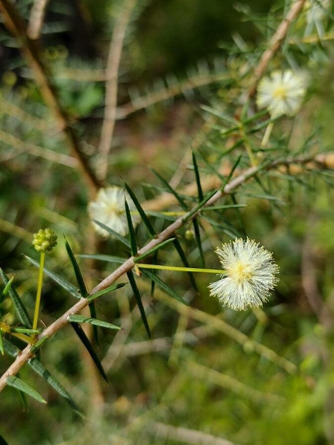 Acacia ulicifolia flower
