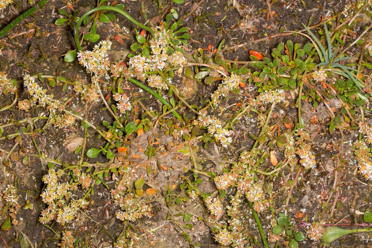 Sesamoides spathulifolia — related species from the same genus