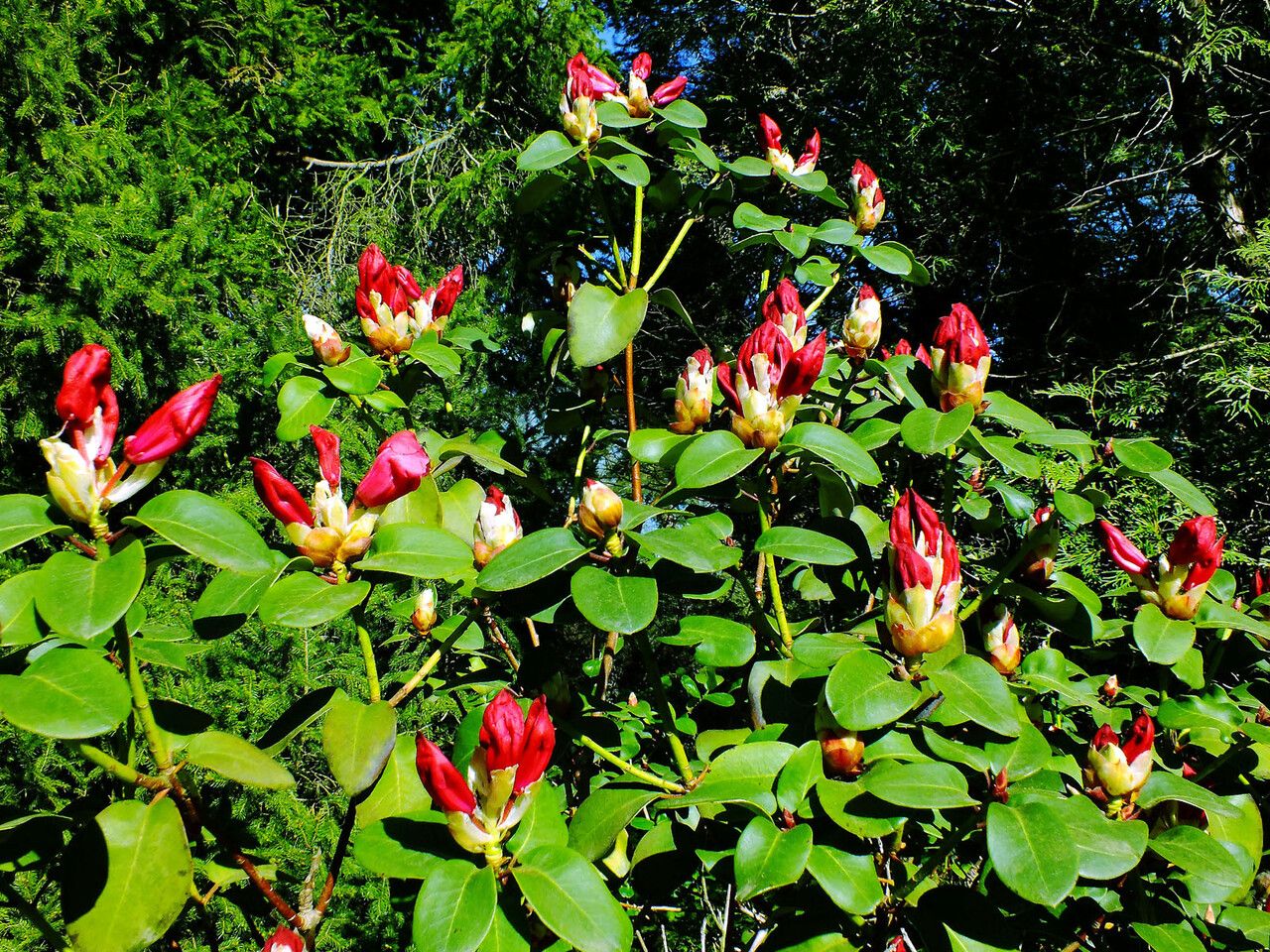 Rhododendron haematodes habit