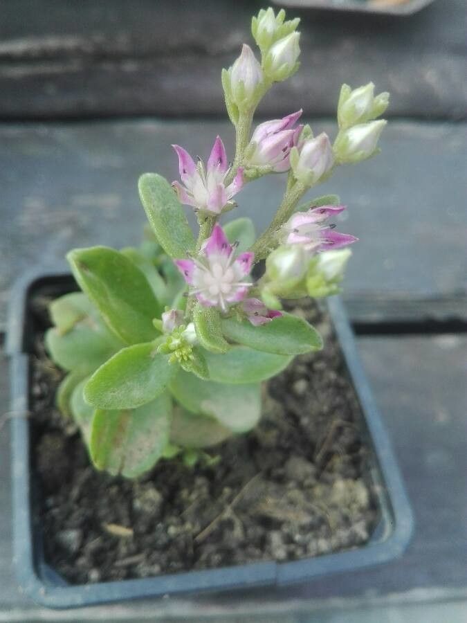 Phedimus stellatus fruit