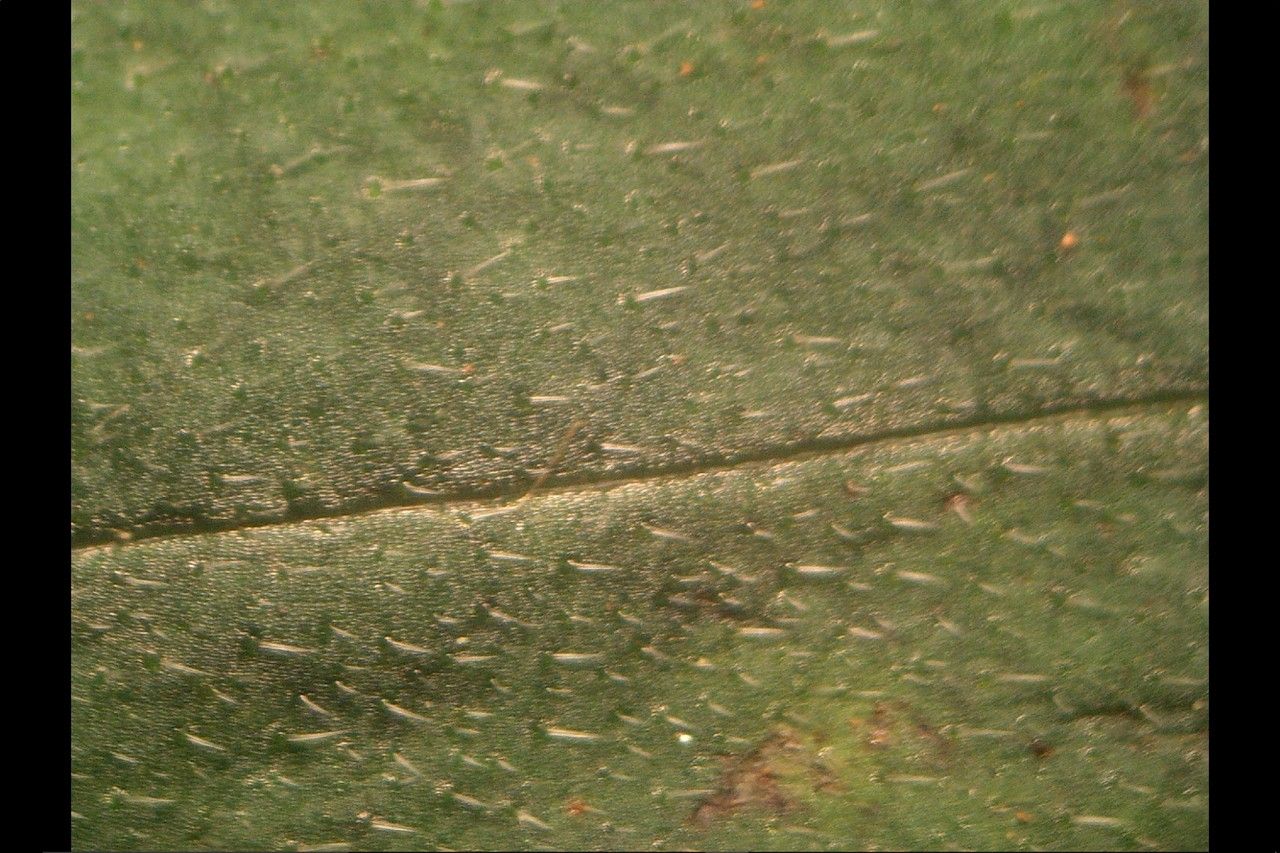 Myosotis martini leaf