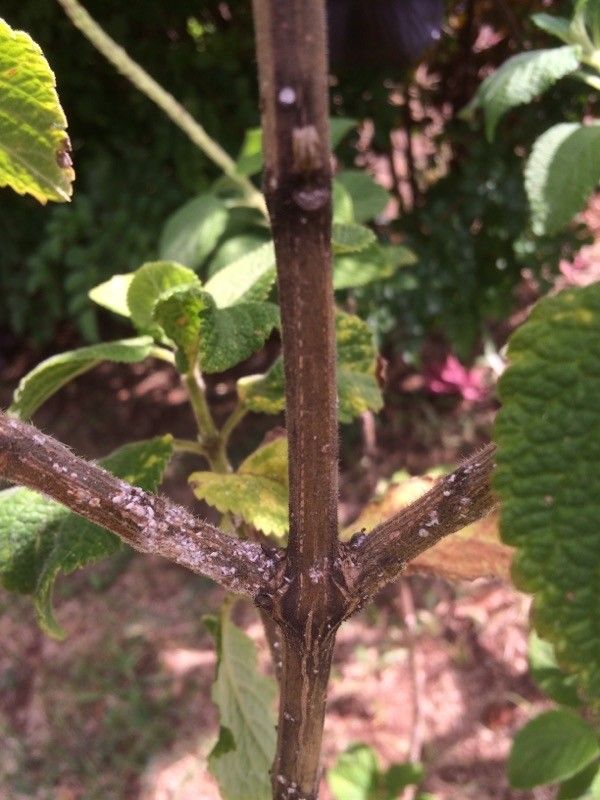 Stachytarpheta mutabilis bark