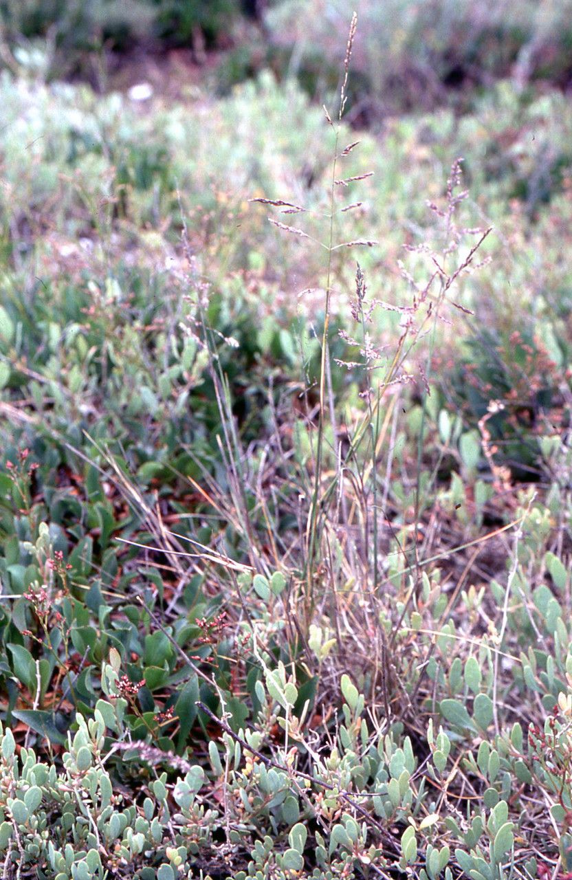 Puccinellia maritima habit
