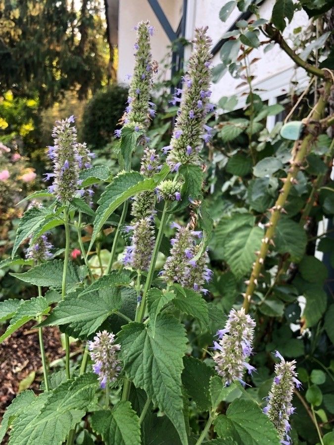 Agastache scrophulariifolia — search result for 'Scrophularia'