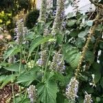 Agastache scrophulariifolia