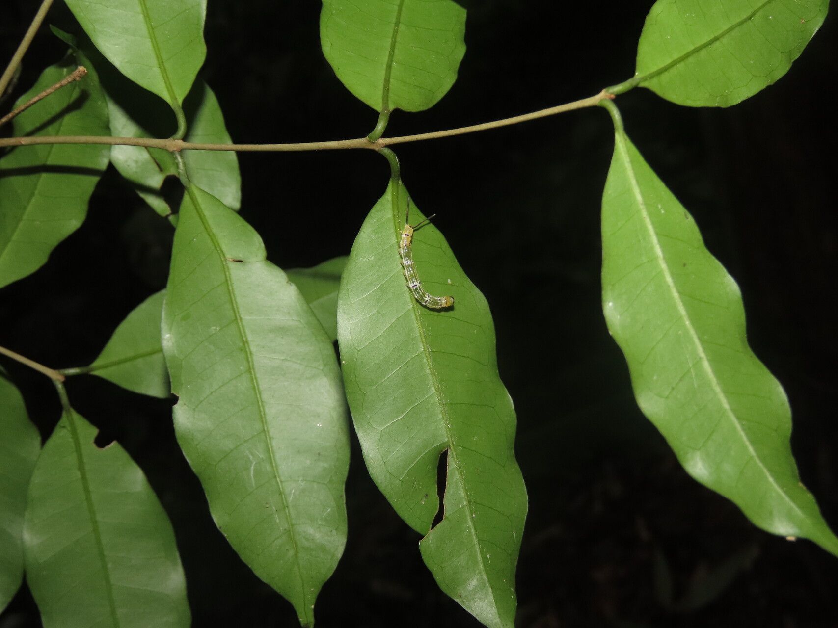Eugenia siggersii leaf