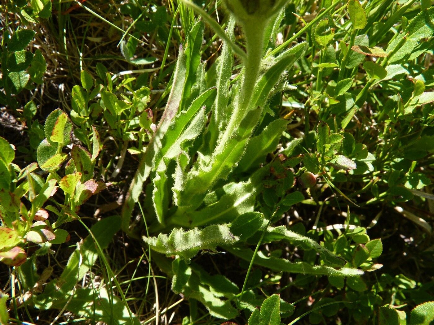 Hieracium berardianum leaf