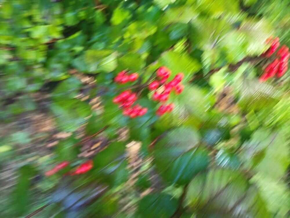 Viburnum orientale fruit