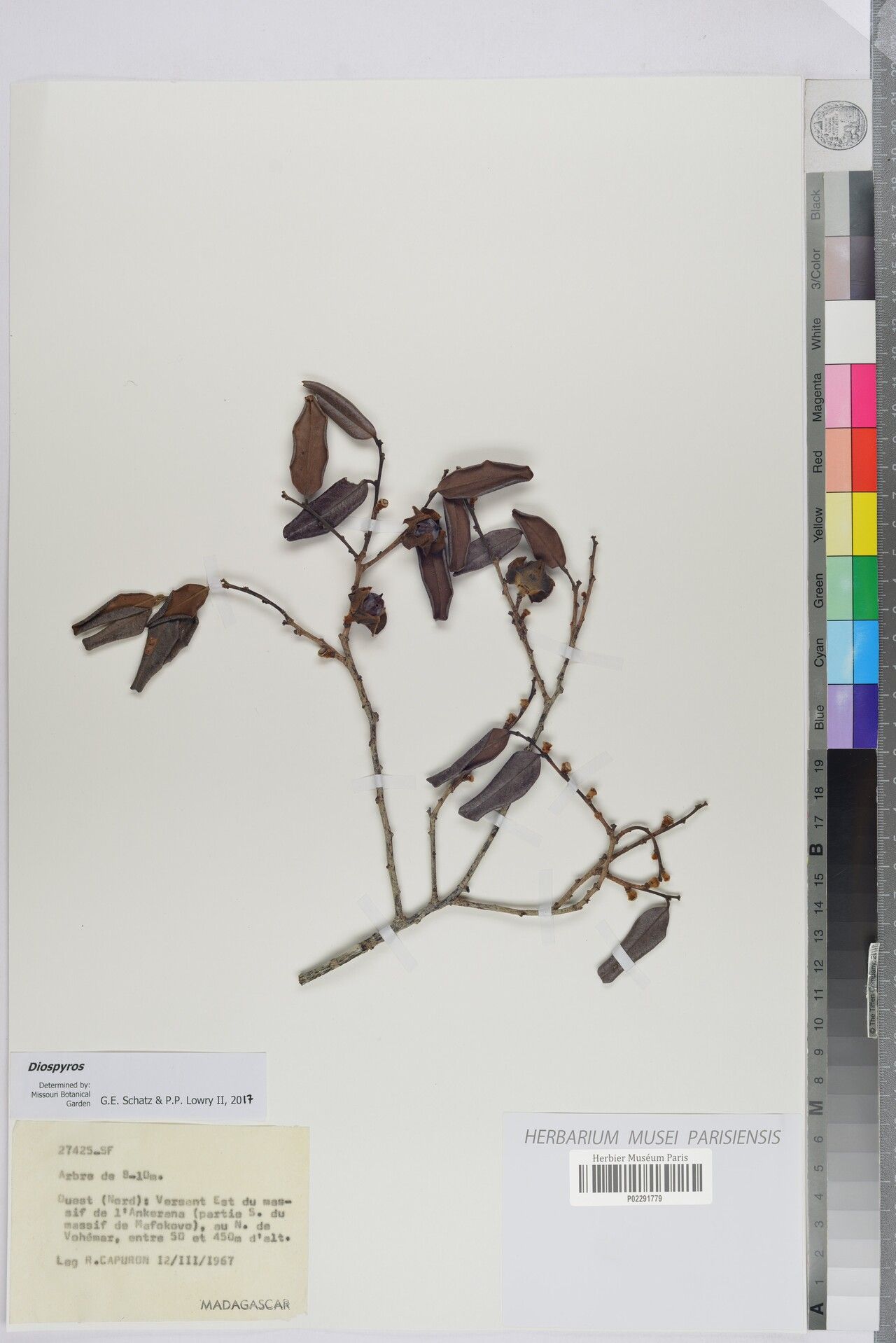 Diospyros darainensis — houseplant care guide