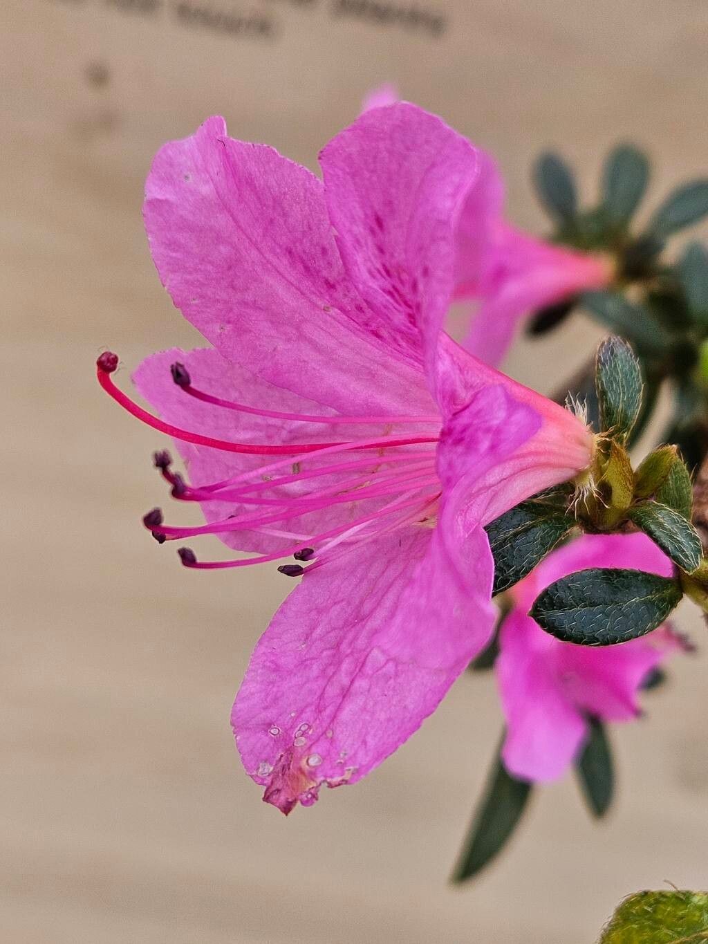 Rhododendron kanehirae flower