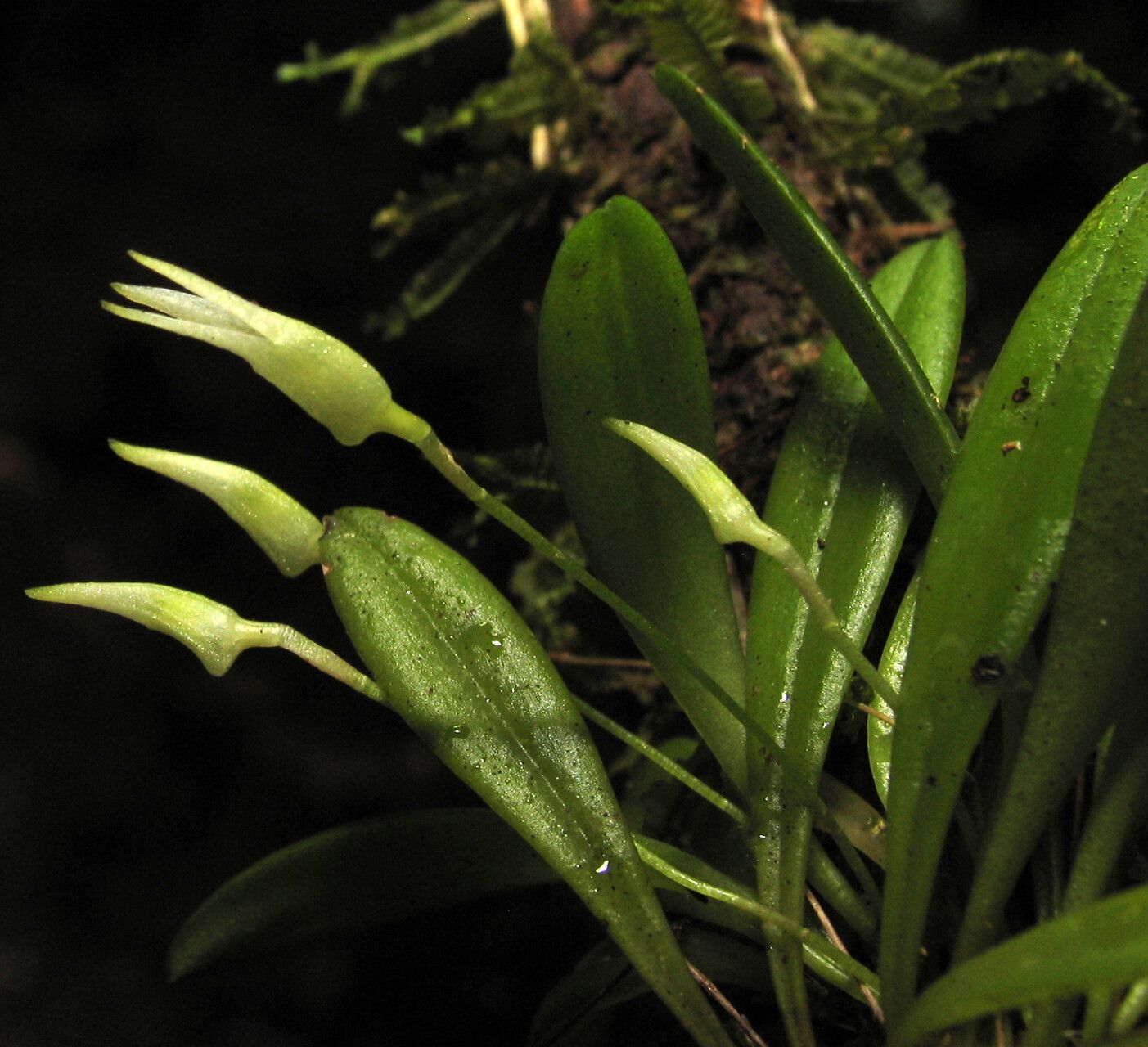 Masdevallia minuta flower