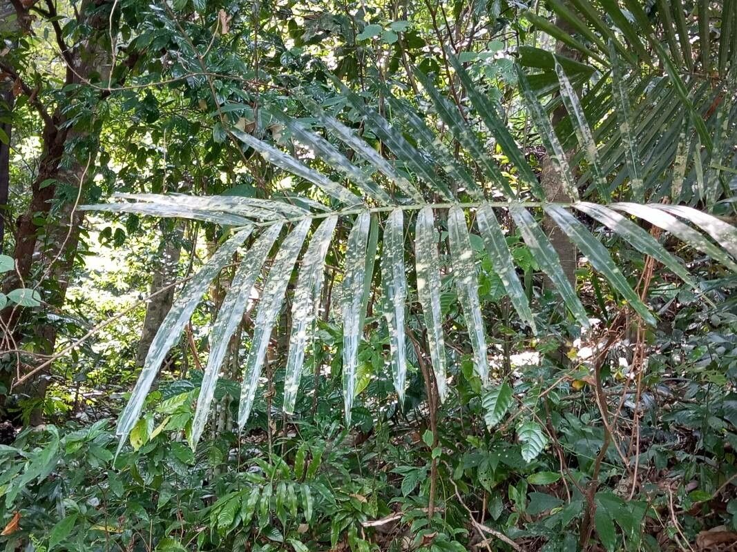 Arenga wightii leaf