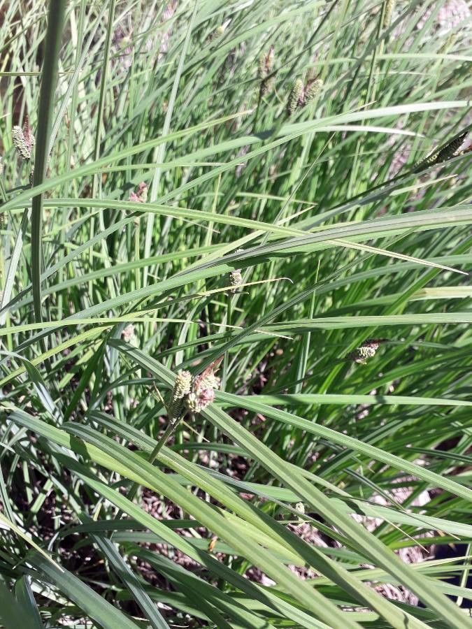 Carex paniculata — search result for 'Cyperaceae'