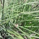 Carex paniculata