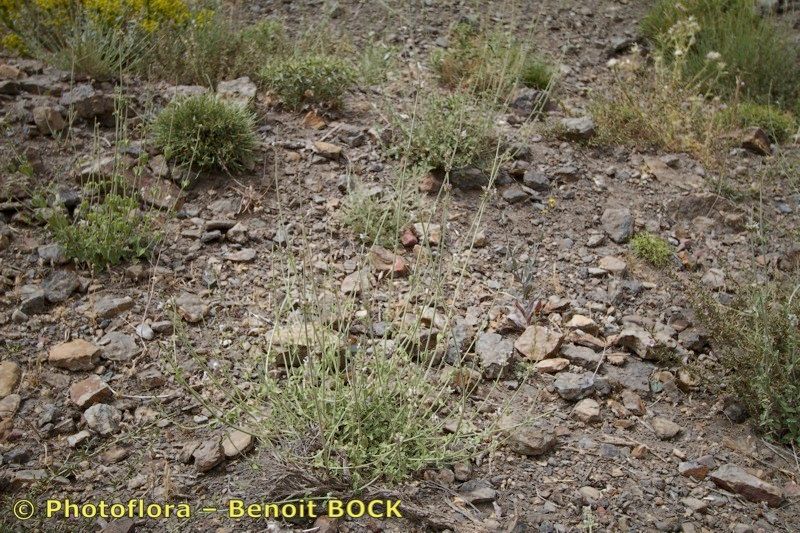 Nepeta barbara habit