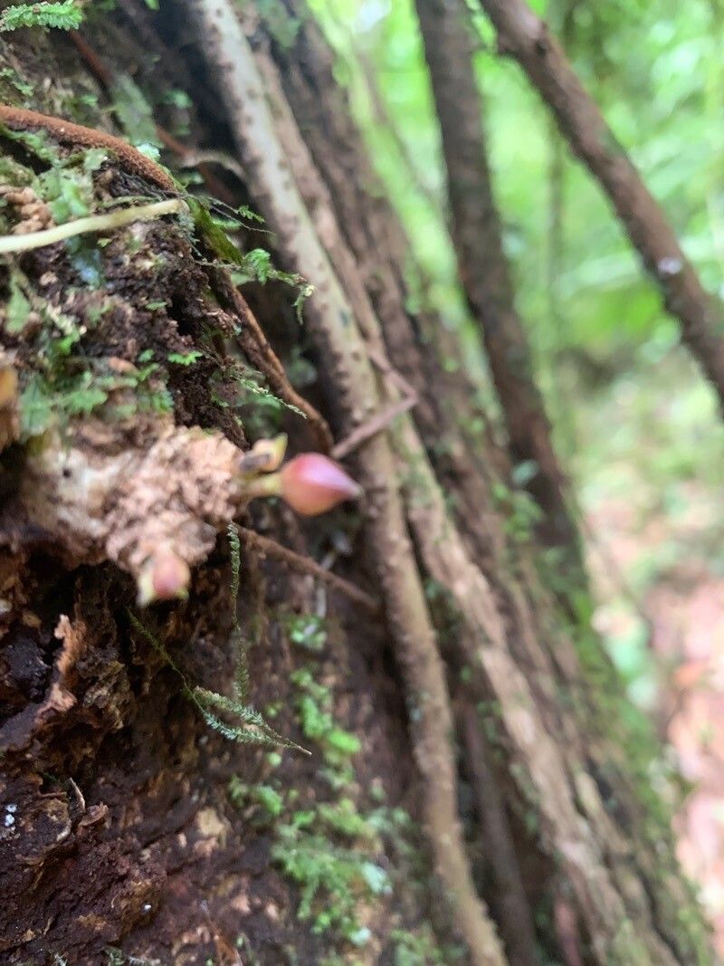 Parmentiera valerii — related species from the same genus