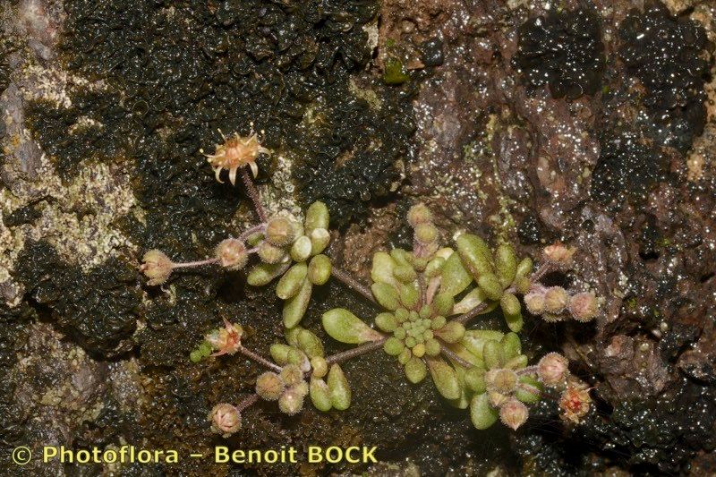 Monanthes praegeri — houseplant care guide