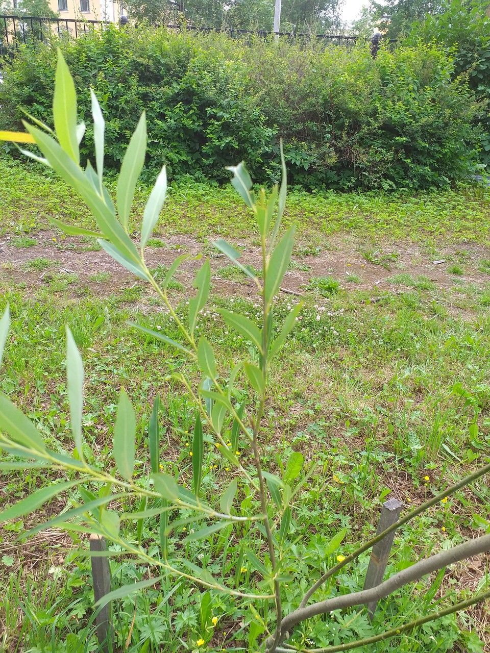 Salix nipponica — houseplant care guide