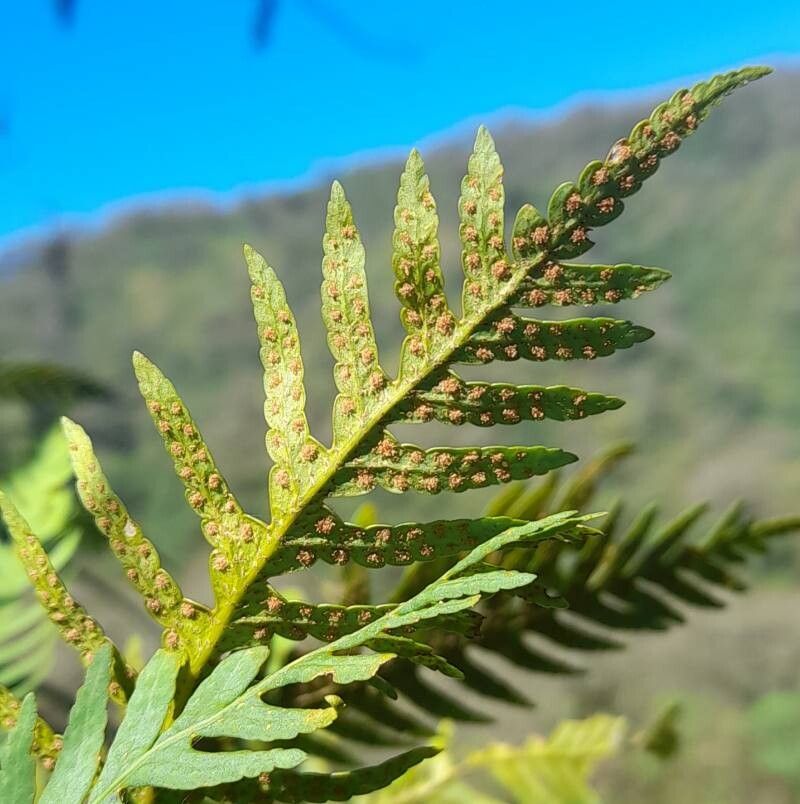 Pleopeltis tweedieana fruit