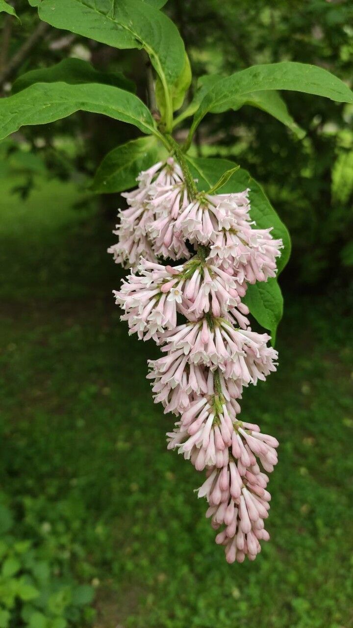 Syringa komarowii flower