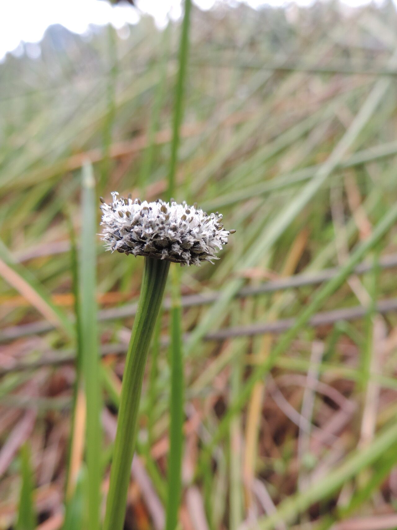 Eriocaulon schimperi flower