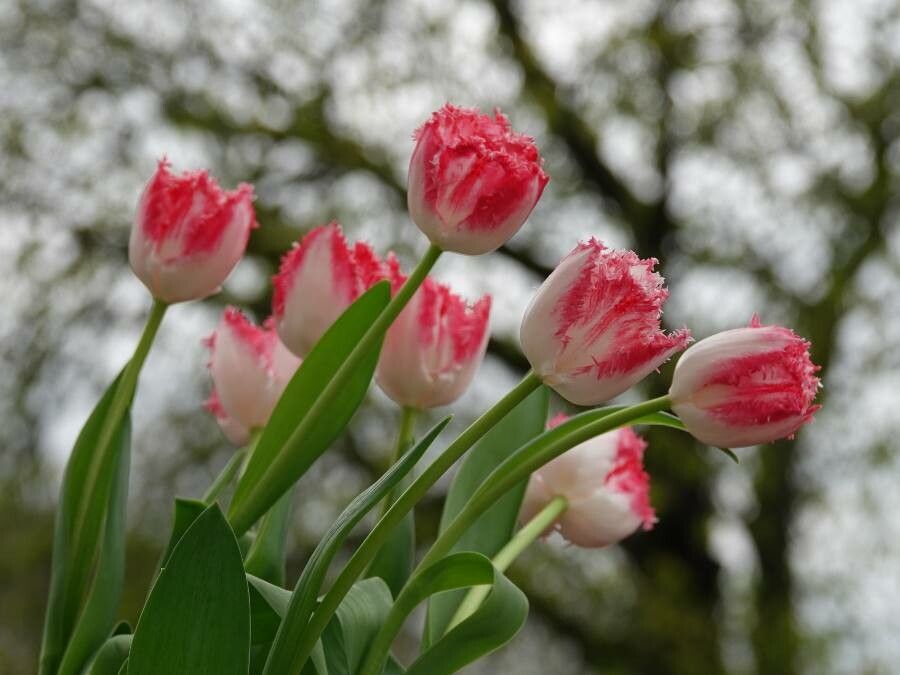 Tulipa aximensis leaf