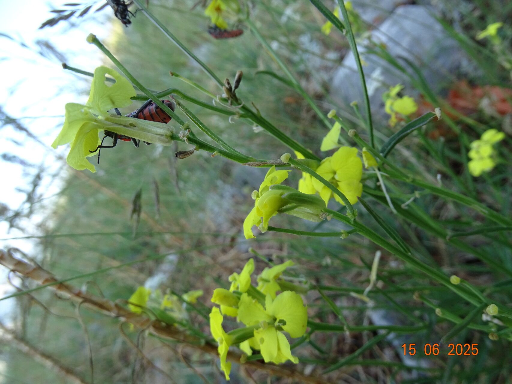 Erysimum apenninum flower