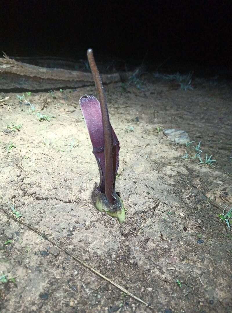 Biarum dispar flower