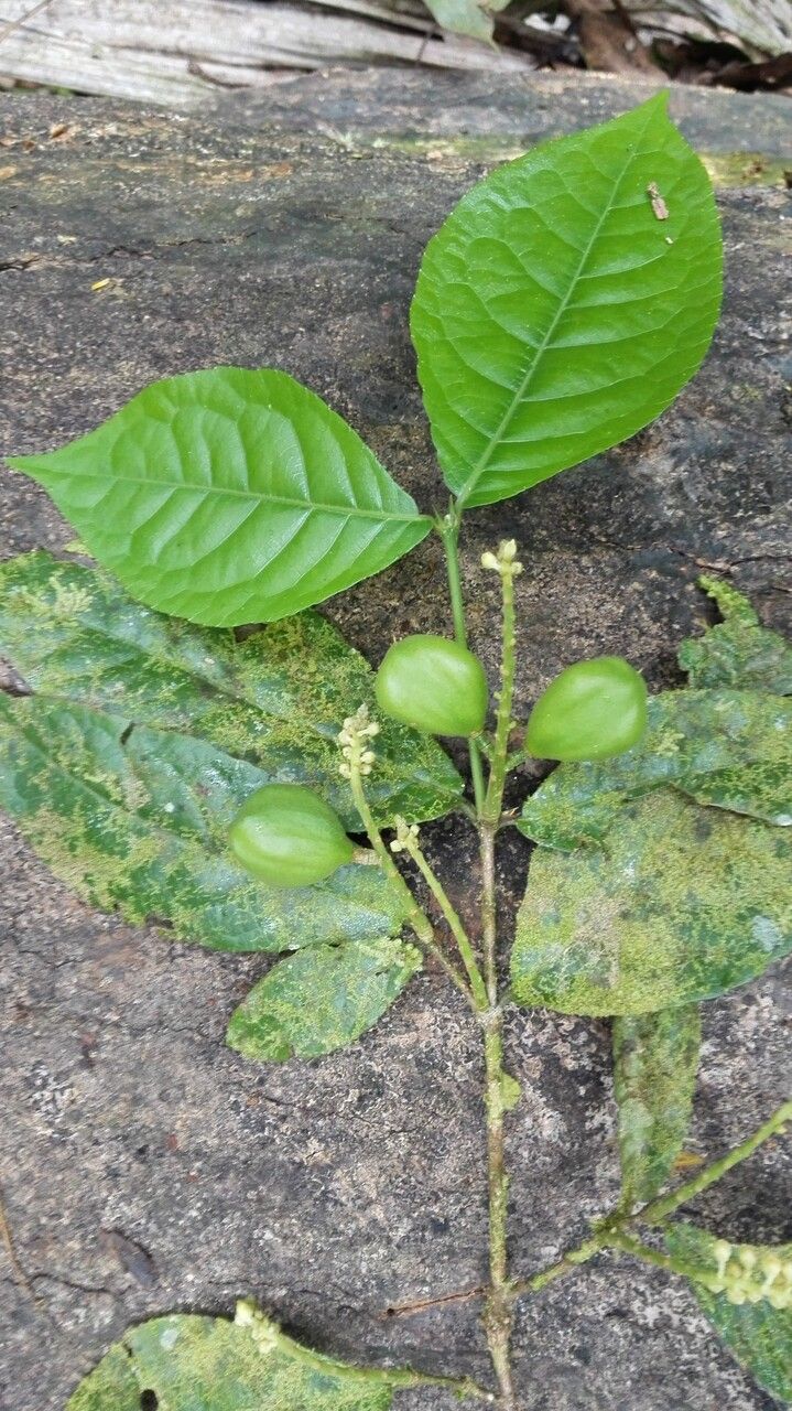 Rinorea deflexiflora — houseplant care guide