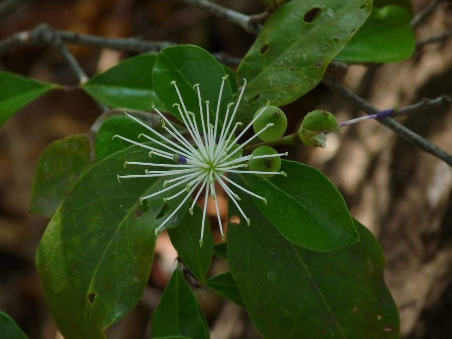 Maerua angolensis flower