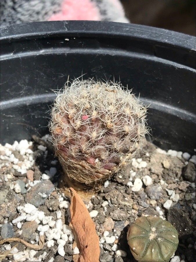 Eriosyce senilis leaf