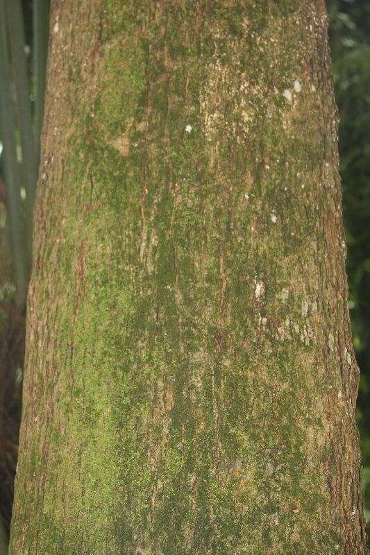 Simarouba amara bark