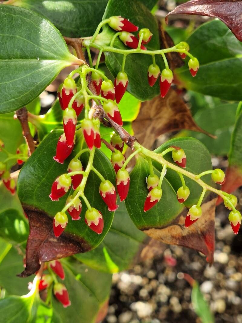 Vaccinium striicaule — search result for 'Vaccinium'