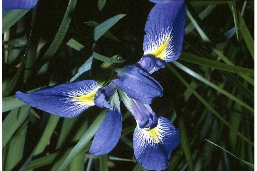 Iris prismatica — search result for 'Iris'
