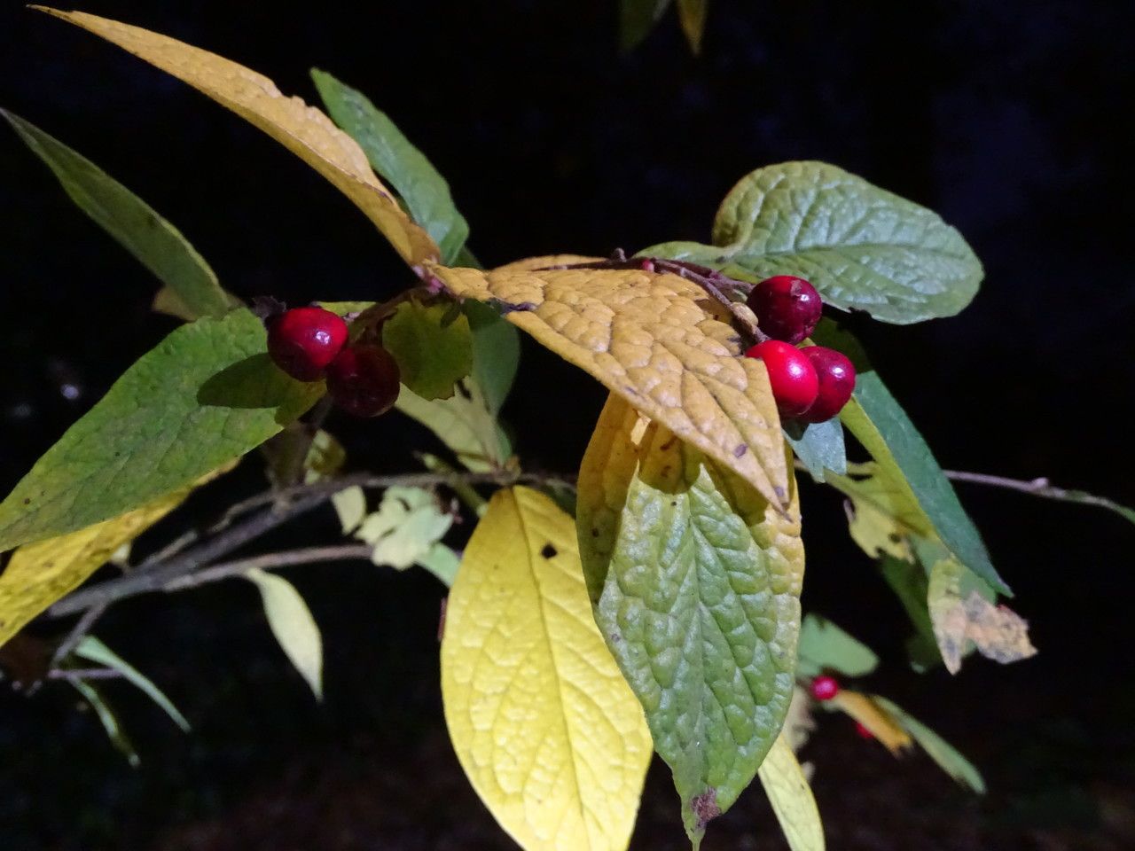 Cotoneaster ogisui fruit