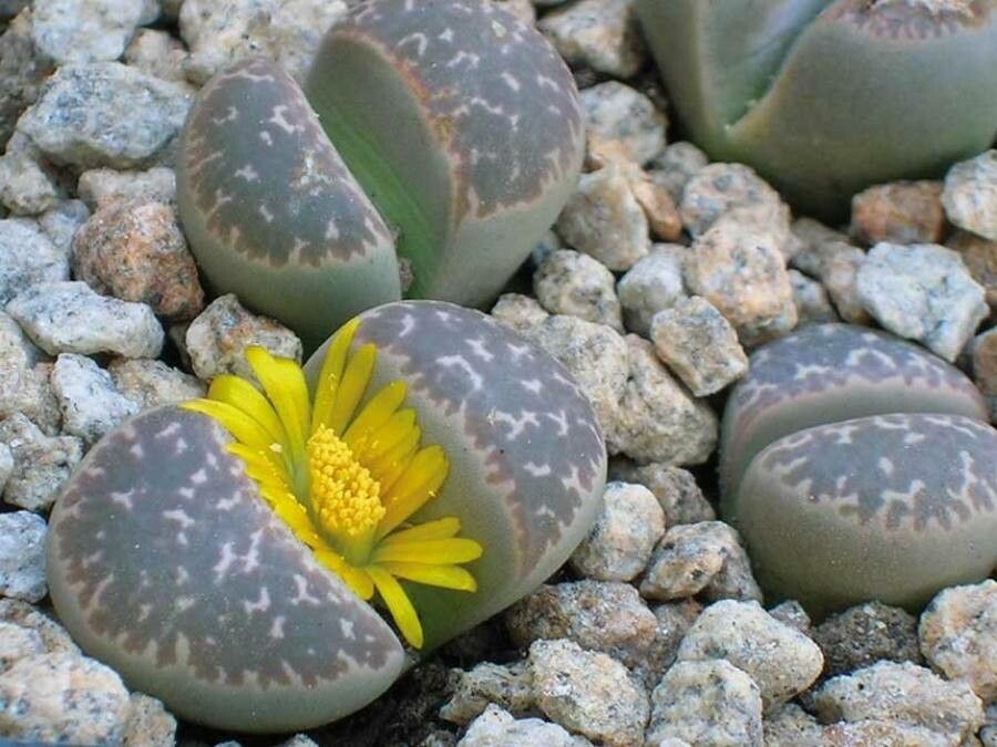 Lithops marmorata flower