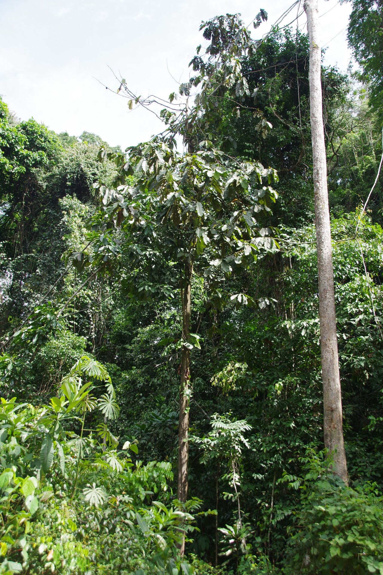 Piptostigma calophyllum habit