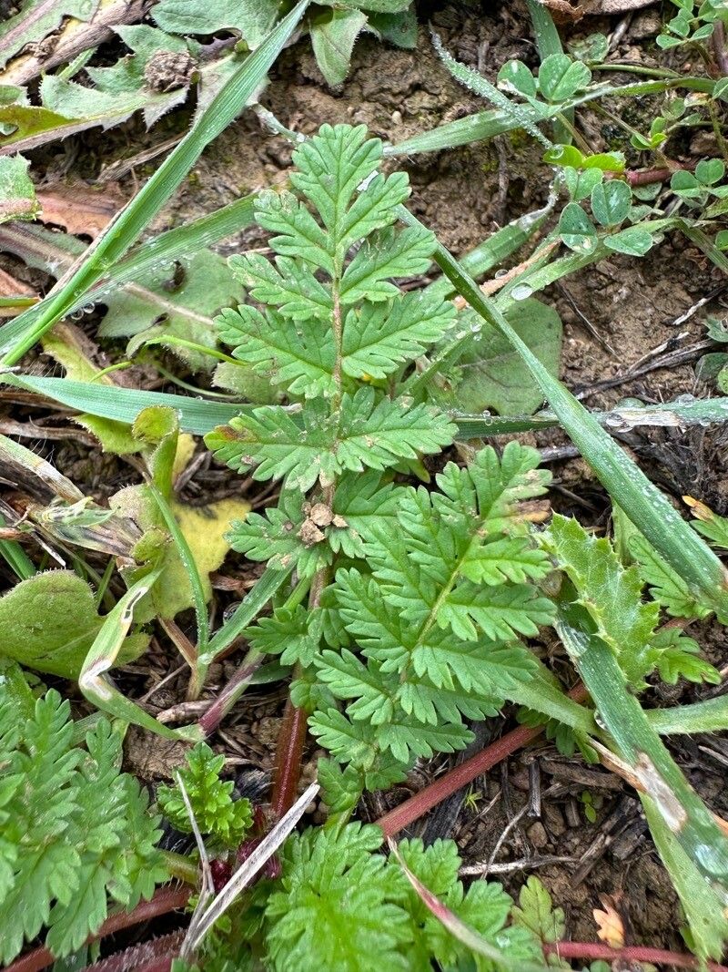 Erodium primulaceum — search result for 'Erodium'