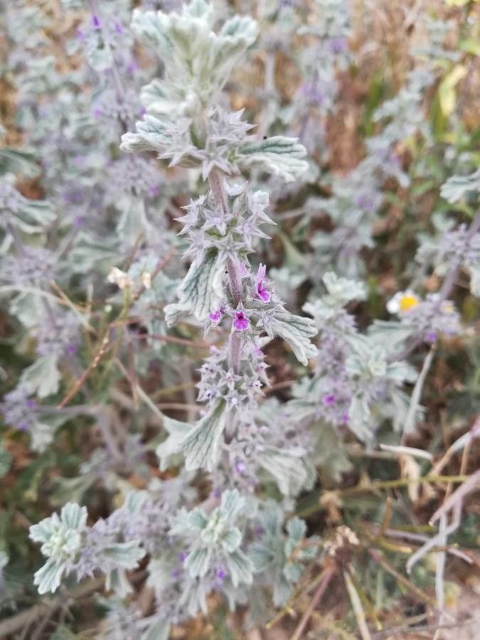 Marrubium alysson flower